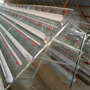 4-tier A-type battery cage for layers