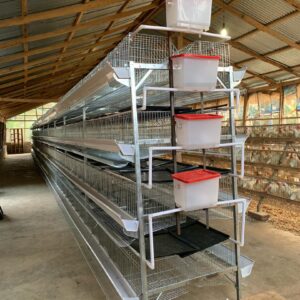 H-Type battery cage (1 unit)