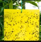 Fly Trap(Sticky Type) Pack