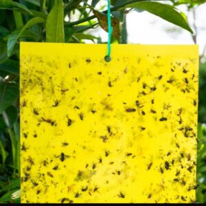Fly Trap(Sticky Type) Pack