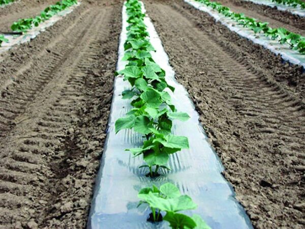 Plastic Mulch
